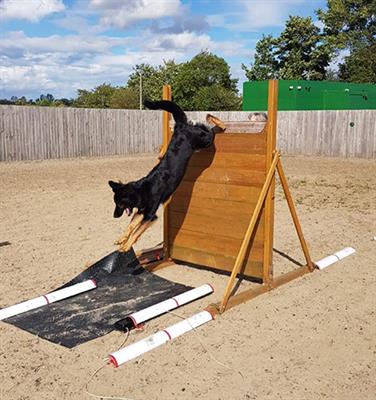 Understanding the Impact of Scale Height on the Kinetics and Kinematics of Dogs in Working Trials